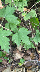 Ribes americanum