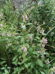 Stachys hispida