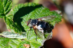 Tachininae