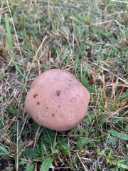 Leccinum duriusculum