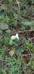Silene uniflora