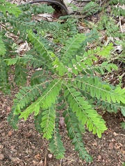 Amorpha fruticosa