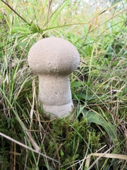 Lycoperdon excipuliforme