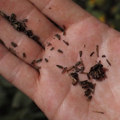 Verbesina helianthoides