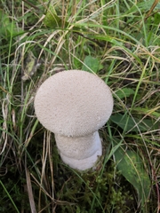Lycoperdon excipuliforme