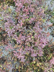 Vaccinium myrtilloides