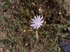Lactuca tenerrima