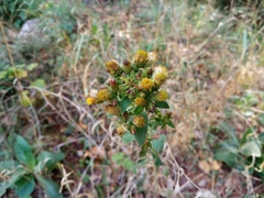 Pentanema squarrosum