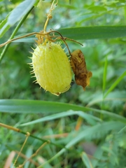 Echinocystis lobata