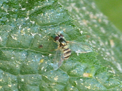 Allograpta