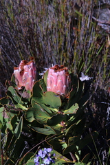 Protea speciosa