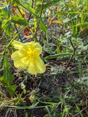 Oenothera drummondii