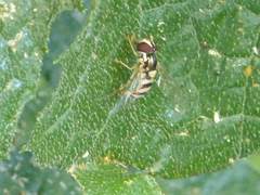 Allograpta