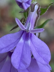 Lobelia amoena