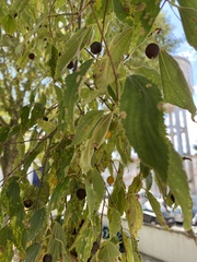 Celtis australis