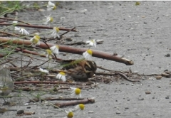 Emberiza rustica