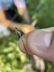 Ischnura