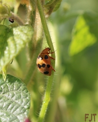 Epilachna tredecimnotata