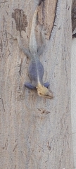 Agama agama