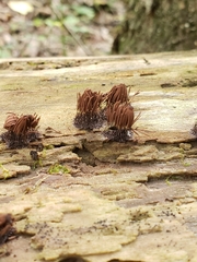 Stemonitis splendens