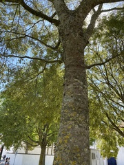Celtis australis