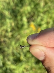 Ischnura