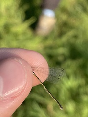 Ischnura