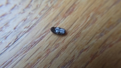 Dermestes undulatus