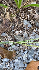 Argia tibialis