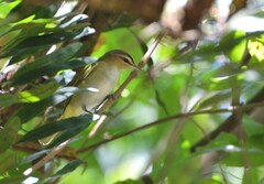Vireo chivi