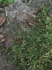 Eragrostis hypnoides