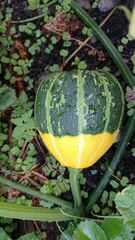 Cucurbita
