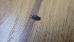 Dermestes undulatus