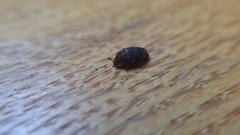 Dermestes undulatus