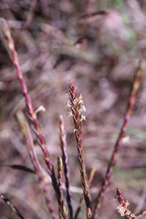 Struthiola ciliata