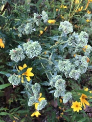 Pycnanthemum verticillatum