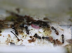 Ochetellus glaber