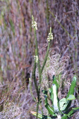 Struthiola ciliata