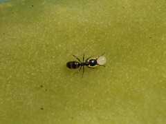 Ochetellus glaber