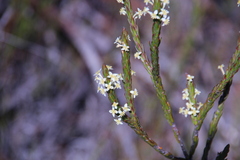 Struthiola ciliata