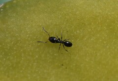 Ochetellus glaber