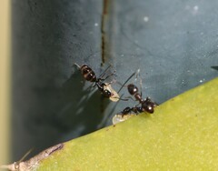 Ochetellus glaber
