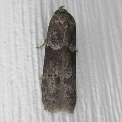 Blastobasis glandulella