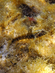 Bathygobius krefftii