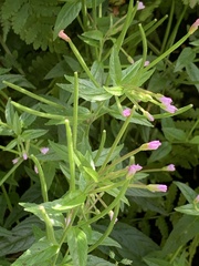 Epilobium palustre