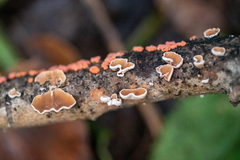 Schizophyllum amplum