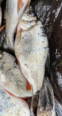 Distichodus notospilus