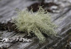Usnea