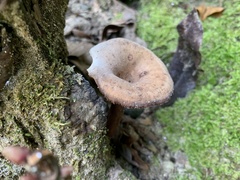 Lactarius lignyotus