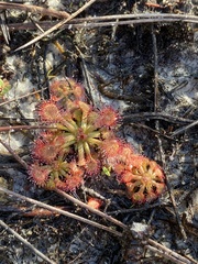 Drosera capillaris